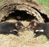 Wing's Wildlife Park - Find Attractions