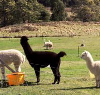 Maydena Country Cabins Accommodation  Alpaca Stud - Find Attractions