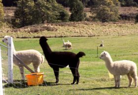 Maydena Country Cabins Accommodation & Alpaca Stud - Find Attractions 0