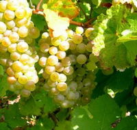 Winstead Vineyard - Find Attractions
