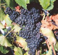 Darlington Vineyard - Find Attractions