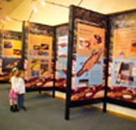 Platypus Experience - Find Attractions