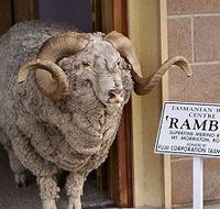 Tasmanian Wool Centre - Find Attractions