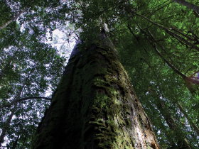 Styx Big Tree Reserve Maydena