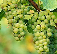 TP Vineyards - Find Attractions