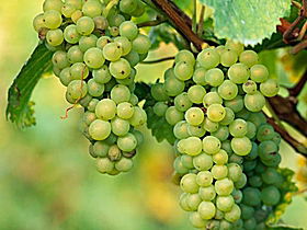 TP Vineyards - Find Attractions 0