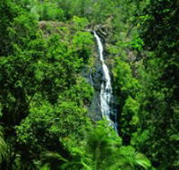 Kondalilla National Park - Find Attractions