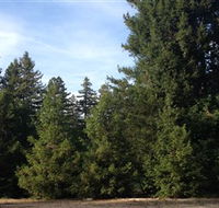 Pialligo Redwood Forest - Find Attractions