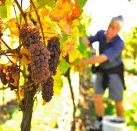 Native Point Wines - Find Attractions
