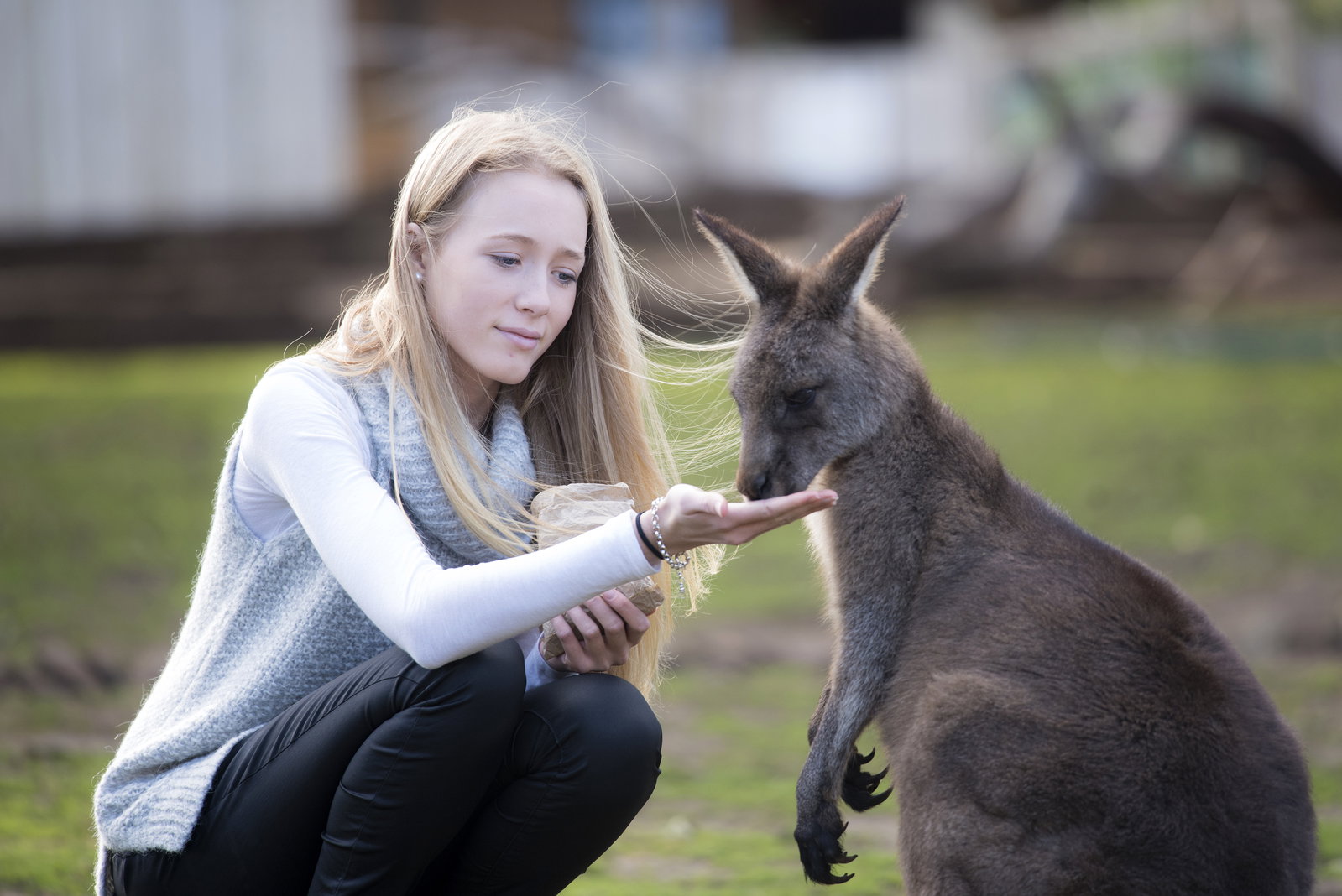 Bonorong Wildlife Sanctuary Brighton