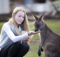 Bonorong Wildlife Sanctuary - Find Attractions