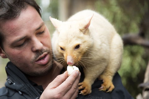 Bonorong Wildlife Sanctuary - Find Attractions 4