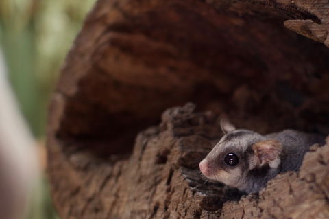 Bonorong Wildlife Sanctuary - Find Attractions 6