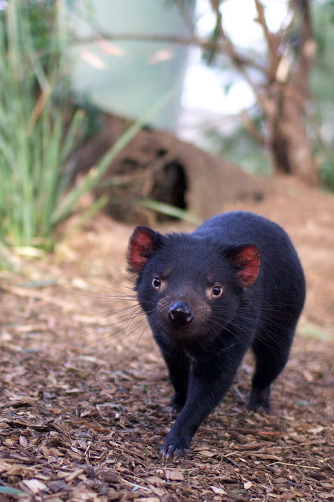 Bonorong Wildlife Sanctuary - Find Attractions 7