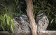 Bonorong Wildlife Sanctuary - thumb 8
