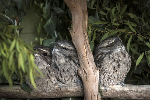 Bonorong Wildlife Sanctuary - Find Attractions 8