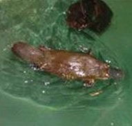 Platypus House - Find Attractions