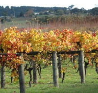Apsley Gorge Vineyard - Find Attractions