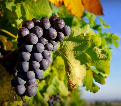 Panorama Vineyard Cradoc