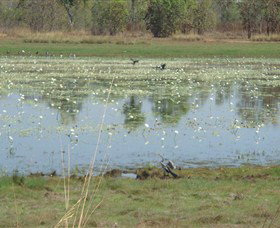 Leaning Tree Lagoon Nature Park Humpty Doo