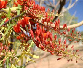Olive Pink Botanic Garden - Find Attractions 0