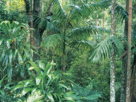 Westside Track, Maiala - Find Attractions 0