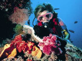 Nine Mile Reef Dive Site - Find Attractions 0