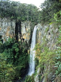 Gondwana Rainforests of Australia
