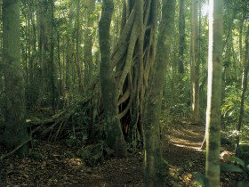 Lamington National Park Binna Burra Section Beechmont