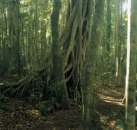Lamington National Park Binna Burra Section - Find Attractions