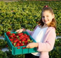 Strawberry Fields - Find Attractions