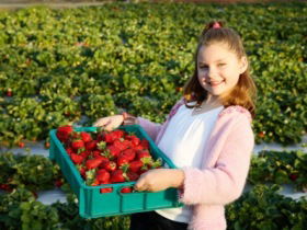 Strawberry Fields - Find Attractions 0