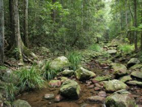 Amamoor State Forest - Find Attractions 0