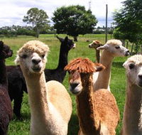 Banyandah Alpacas - Find Attractions
