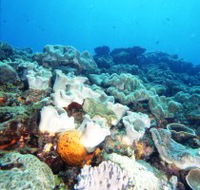 Mudjimba Old Woman Island Dive Site - Find Attractions