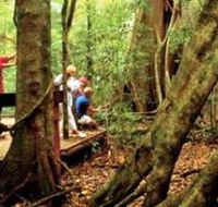 Mary Cairncross Scenic Reserve - Find Attractions