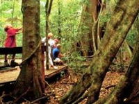 Mary Cairncross Scenic Reserve