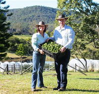 Hinterland Feijoas - Find Attractions