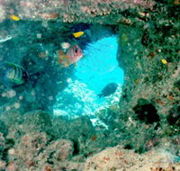 Michaelmas Cay Dive Site - Find Attractions