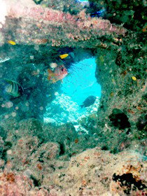 Michaelmas Cay Dive Site - Find Attractions 0