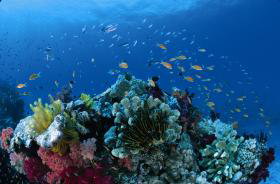Southern Small Detached Reef Dive Site - Find Attractions 0