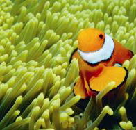 Thetford Reef Dive Site - Find Attractions
