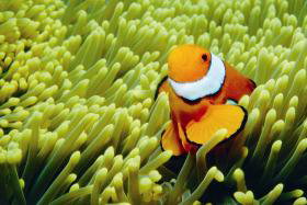 Thetford Reef Dive Site - Find Attractions 0