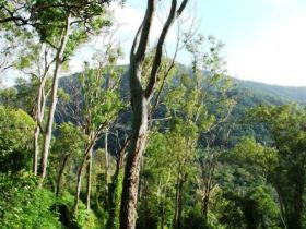 Smiths Track, Barron Gorge National Park - Find Attractions 0