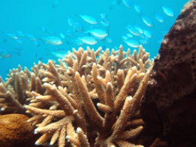 Normanby Reef - Find Attractions 0