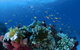 Steve's Bommie Dive Site - thumb 0