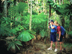 Mount Sorrow Ridge Trail, Daintree National Park - Find Attractions 0