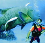 Turtle Bay Dive Site - Find Attractions