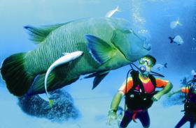 Turtle Bay Dive Site - Find Attractions 0