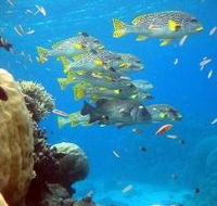 Coral Gardens Dive Site Flynn Reef - Find Attractions